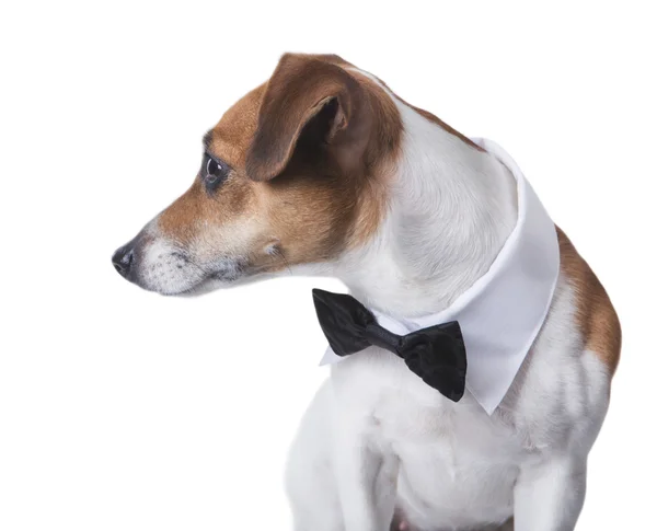 Cão elegante com gravata — Fotografia de Stock