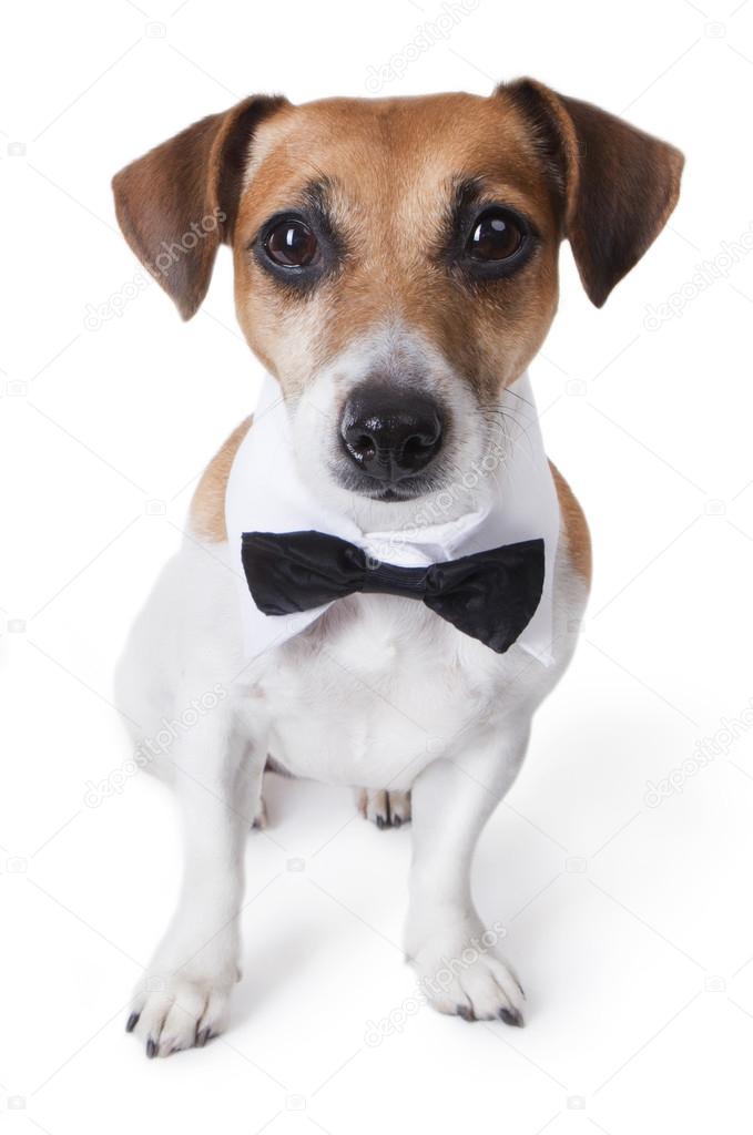 dog with tie