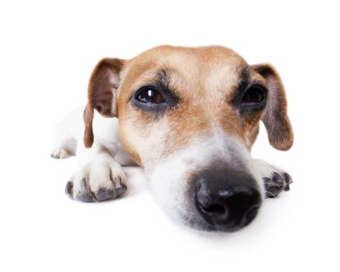 Koca burun ile rahat köpek