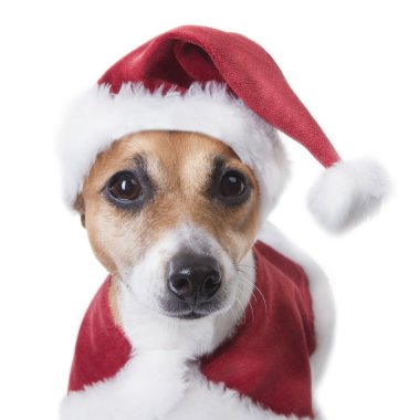 Noel Baba parti Noel evde beslenen hayvan