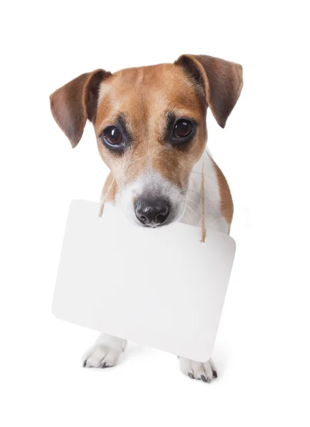 Pet with banner — Stock Photo, Image