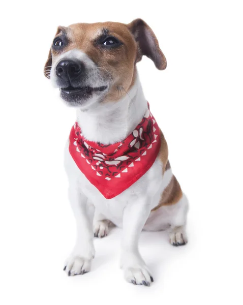 Cara de perro divertido con bandana —  Fotos de Stock