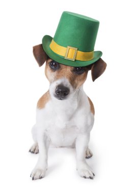 St patrick's day partisi köpek