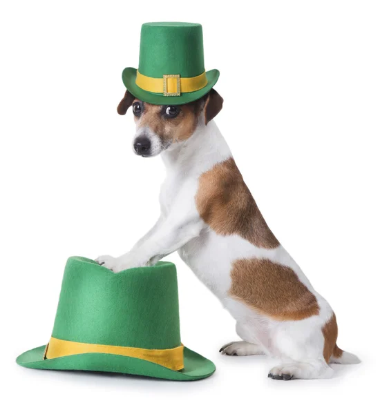 Cão de festa do dia de St. Patrick — Fotografia de Stock