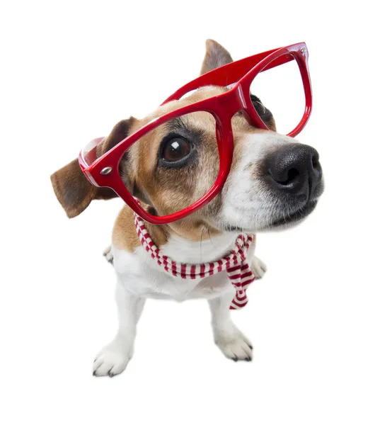 Akıllı moda köpek