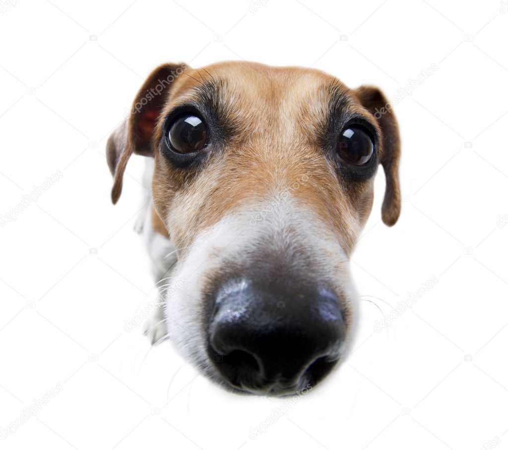 Funny dog nose