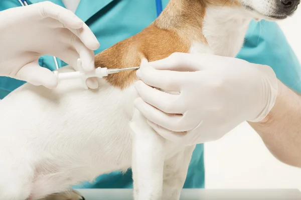 Ветеринар и собака с микрочип имплантатов — стоковое фото