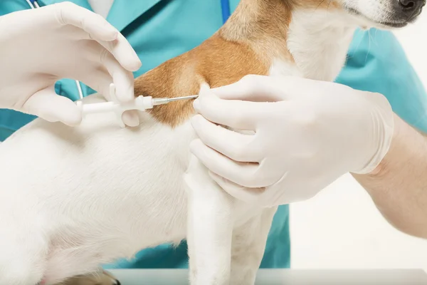 Vet et chien avec implant Microchip — Photo