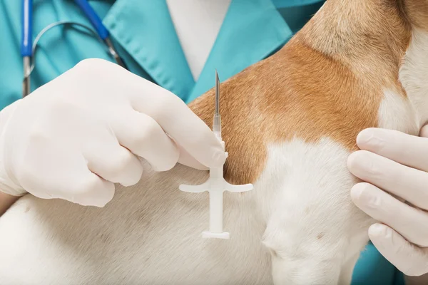 Beroepsonderwijs en-opleiding en hond met microchip-implantaat — Stockfoto