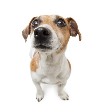 sevimli küçük köpek