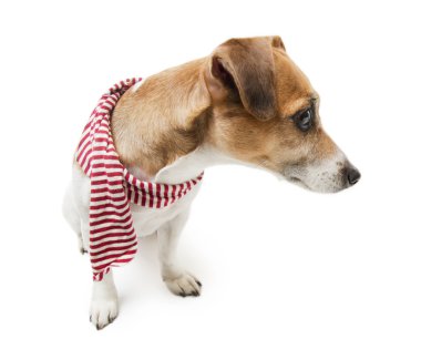 güzel köpek