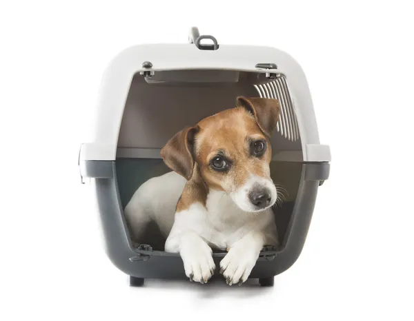 Pets transportation — Stock Photo, Image