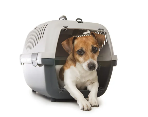 Evcil hayvan taşıma