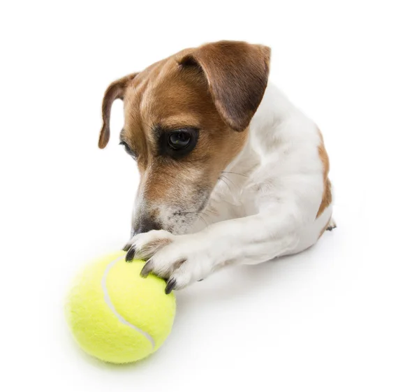 Cool Dog playing — Stock Photo, Image