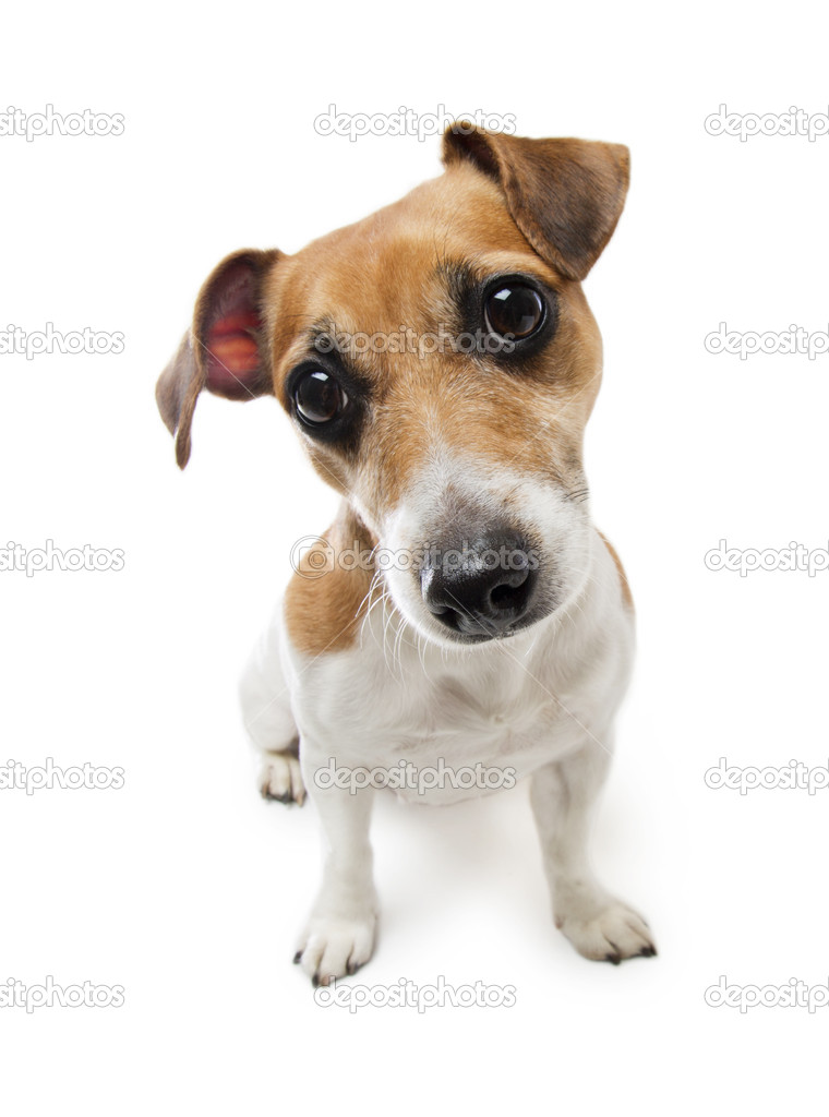Jack Russell Terrier cute little dog