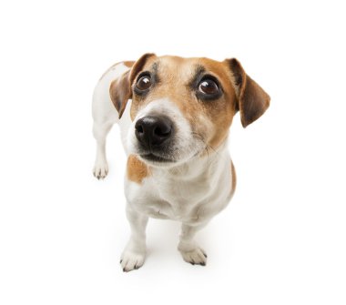 köpek endişe