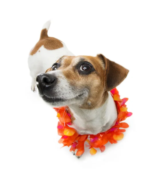 Pleased dog smiling — Stock Photo, Image