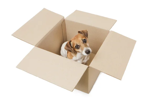 Упаковка щенка — стоковое фото