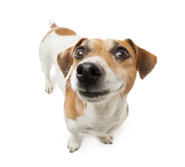 Glücklicher Hund — Stockfoto