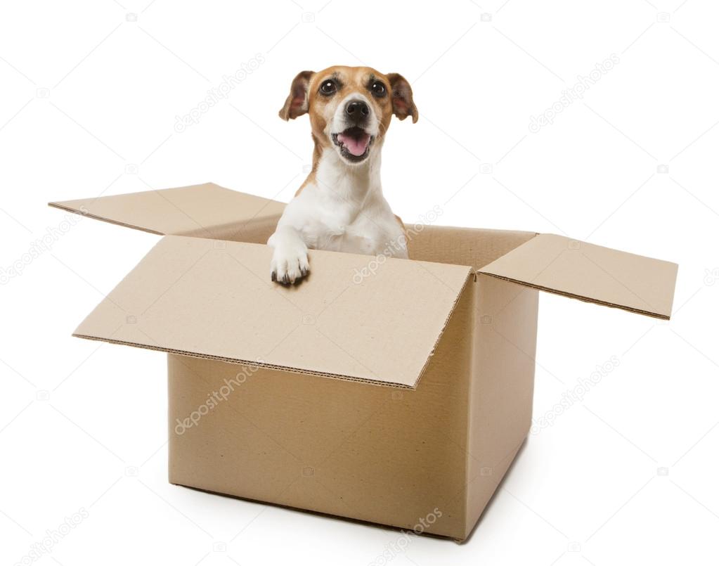 Packaging puppy