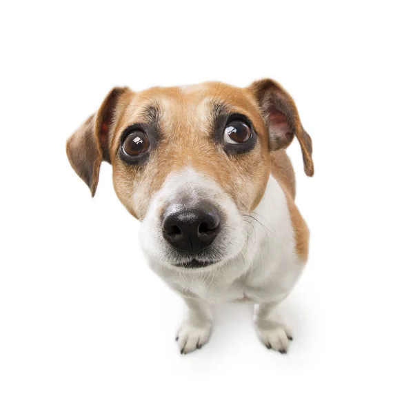 Cute small dog  jack russell terrier — Stock Photo, Image