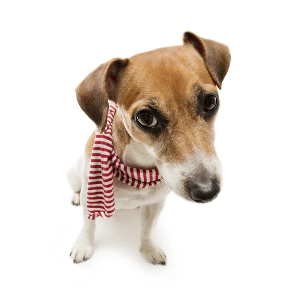 Fashion cool dog in a scarf — Stock Photo, Image