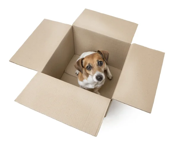 Маленькая собачка внутри картонной коробки — стоковое фото