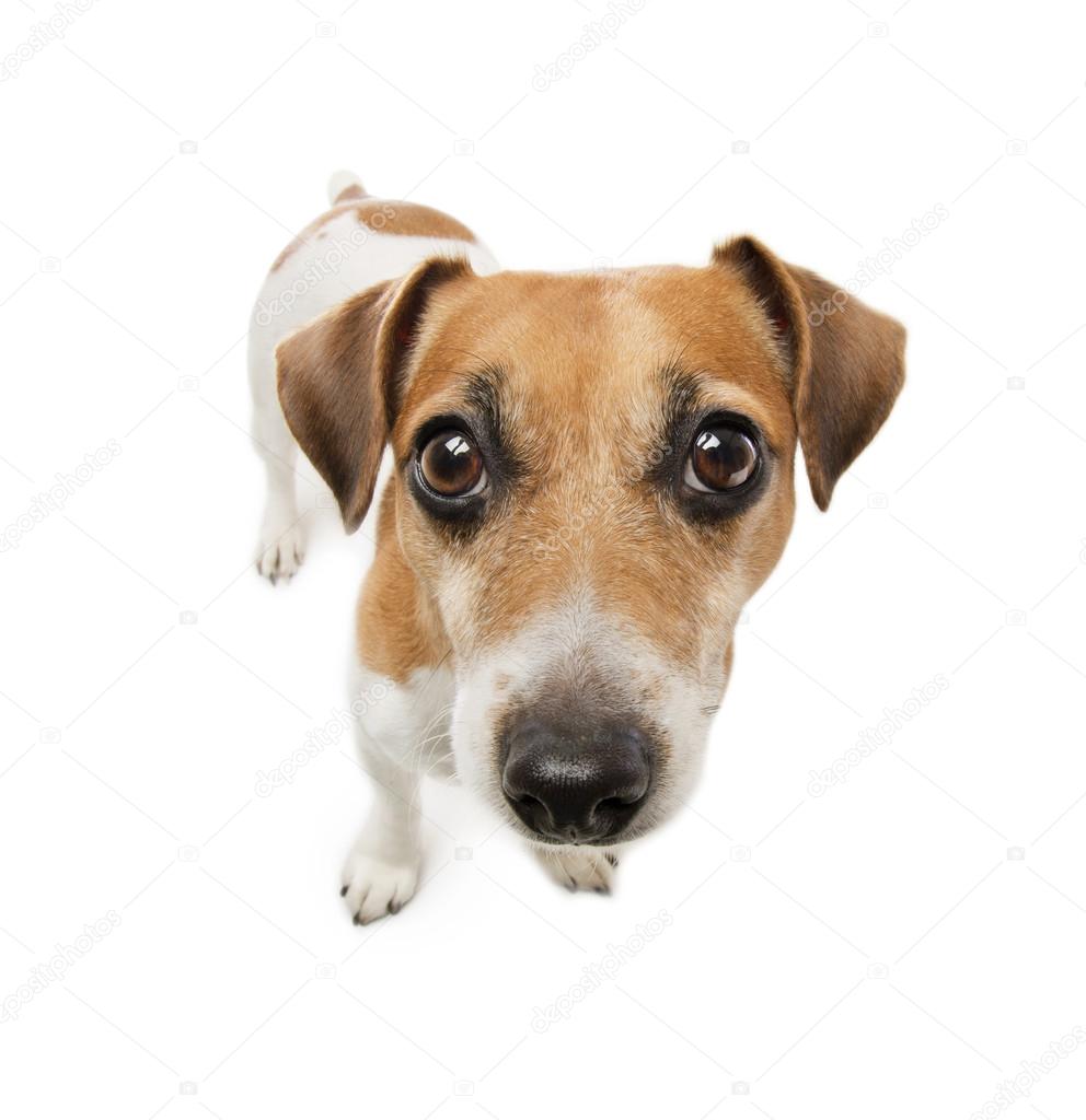 Cute small dog  jack russell terrier