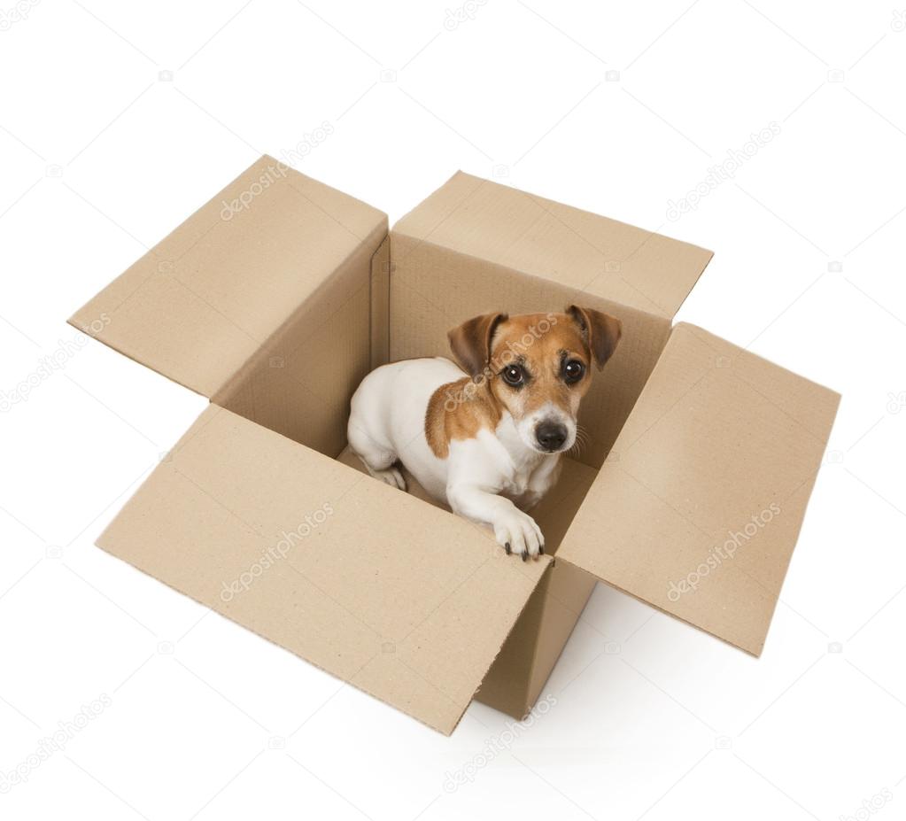 Little dog inside a cardboard box