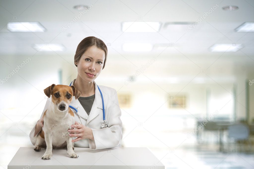 Dog vet clinic — Stock Photo © Flydragonfly 44427963