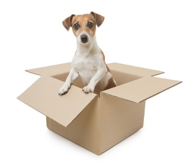köpek kutunun içini