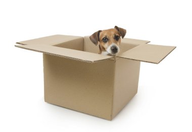 köpek kutunun içini