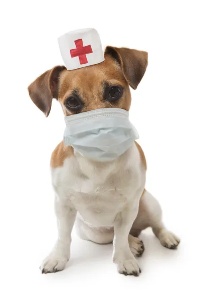 sağlık memuru köpek