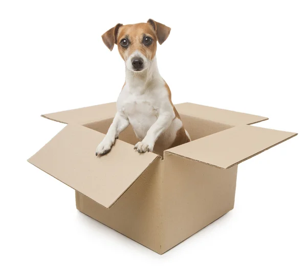 Dog inside the box — Stock Photo, Image