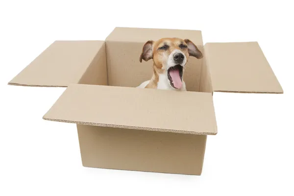 Little dog inside a cardboard box Stock Photo by ©Flydragonfly 44427911