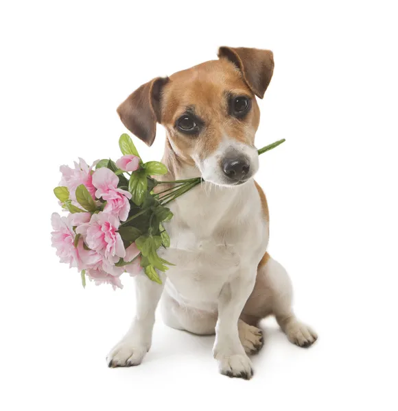 犬の気持が良い驚きの花 — ストック写真