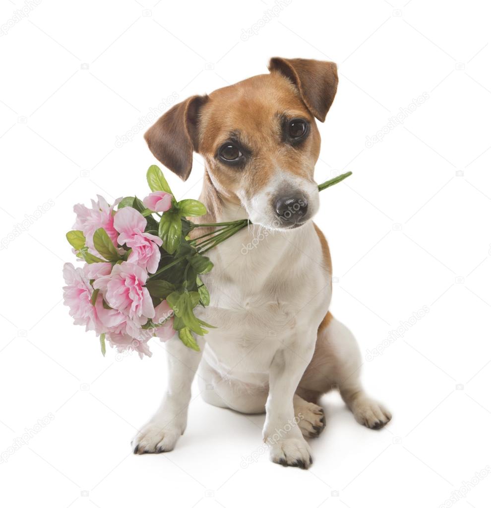 Dog pleasant surprise flower