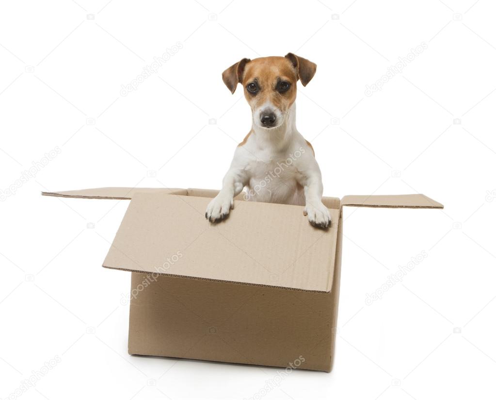 Dog inside the box