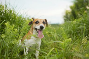 küçük köpek ve doğa