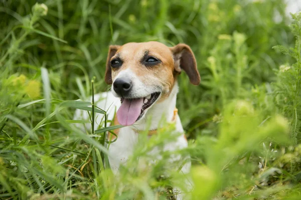 Lille hund og natur - Stock-foto