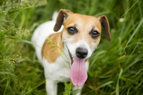 Lille hund og natur - Stock-foto