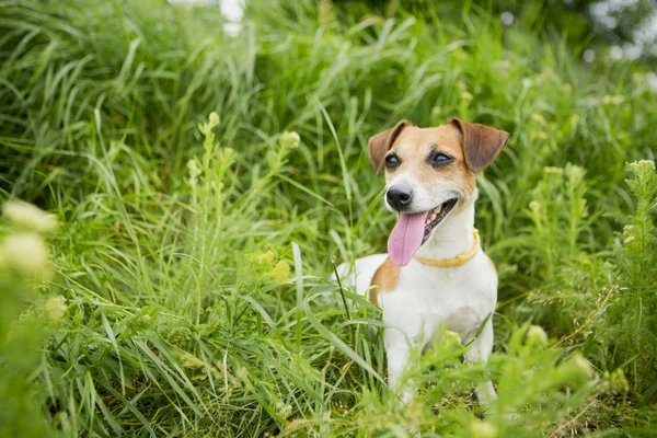 Mały pies i natura — Zdjęcie stockowe