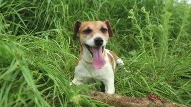 sevimli köpek çimenlerde eğlenmeye çalışan