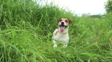 sevimli köpek çimenlerde eğlenmeye çalışan