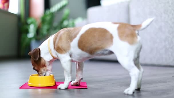 Söt liten hund äta — Stockvideo
