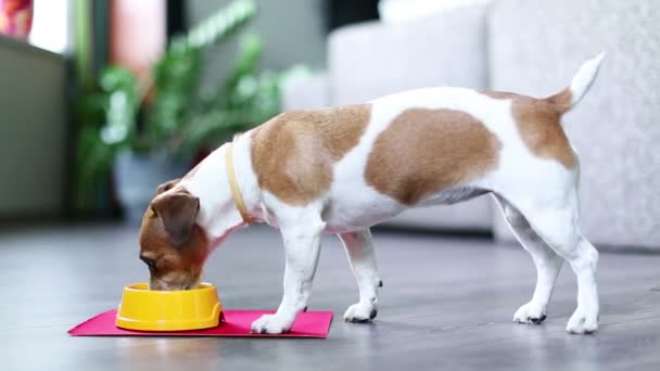Schattige kleine hond eten — Stockvideo
