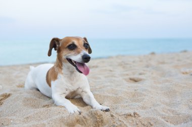 küçük rahatlatıcı köpek