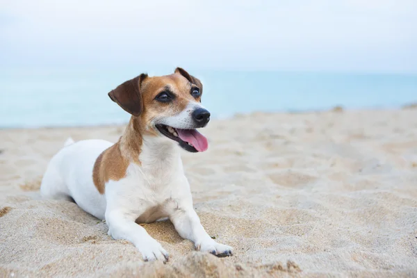 Mały pies relaksujący — Zdjęcie stockowe