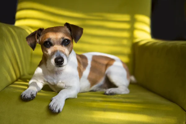 Lindo perro relajante en el sillón verde —  Fotos de Stock