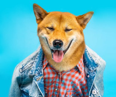 Gülümseyen, mutlu, sinsi, aptal köpek Shiba Inu suratlı. Evcil hayvan kıyafetleri mavi kot ceket ve pembe gömlek. Şık bir hippi. Komik evcil hayvan teması. Mavi arka plan. Şirin giyimli köpek.